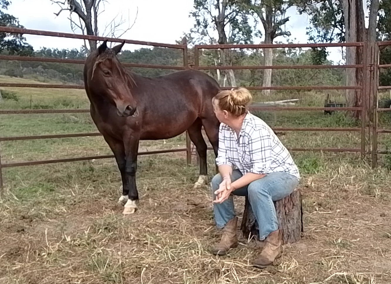 Equine