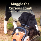Maggie the Curious Lamb – Paperback Book, Songs & Educator Guide | Single-Service Licence