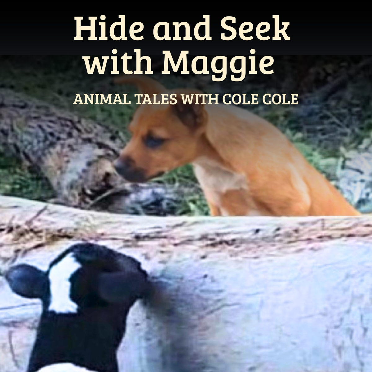 Hide and Seek with Maggie – Digital Companion Pack | Family Licence