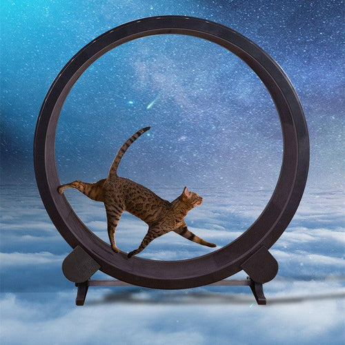 Catfitrun: Running Wheel For Fitness And Fun