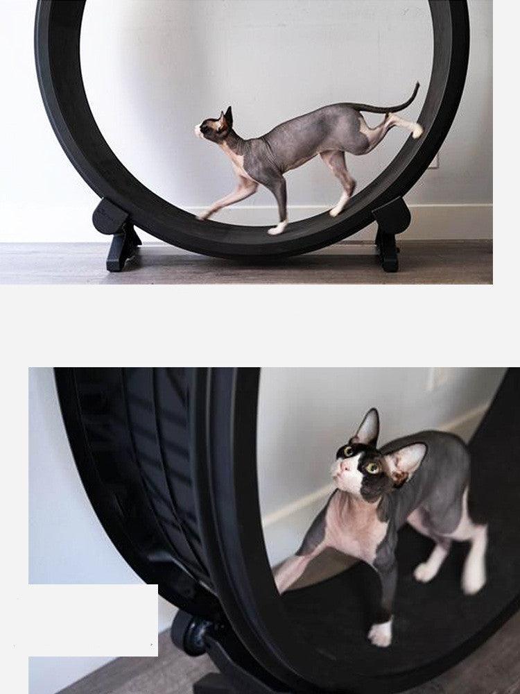 Catfitrun: Running Wheel For Fitness And Fun