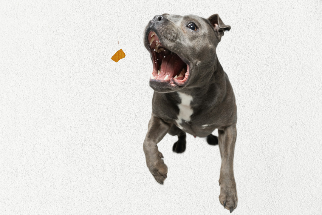 Single Ingredient, Freeze-Dried Training Treats for Dogs & Cats - Beef Liver