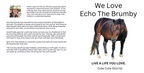 Echo The Brumby